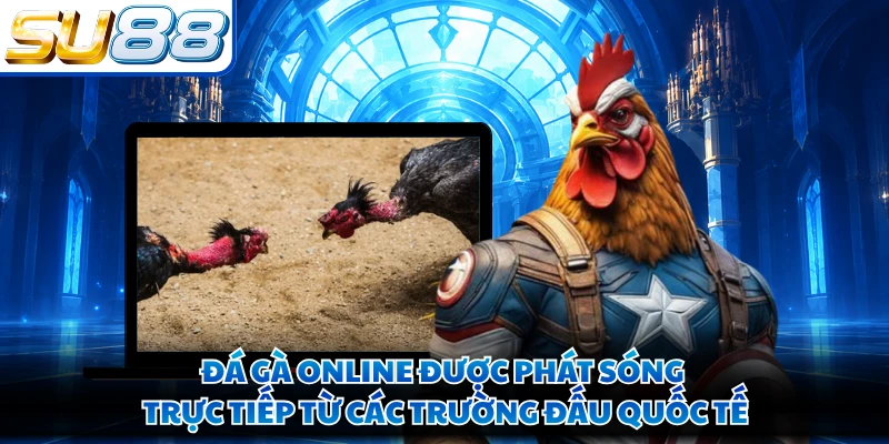 Đá gà online được phát sóng trực tiếp từ các trường đấu quốc tế