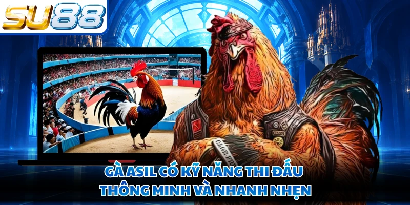 Gà Asil có kỹ năng thi đấu thông minh và nhanh nhẹn