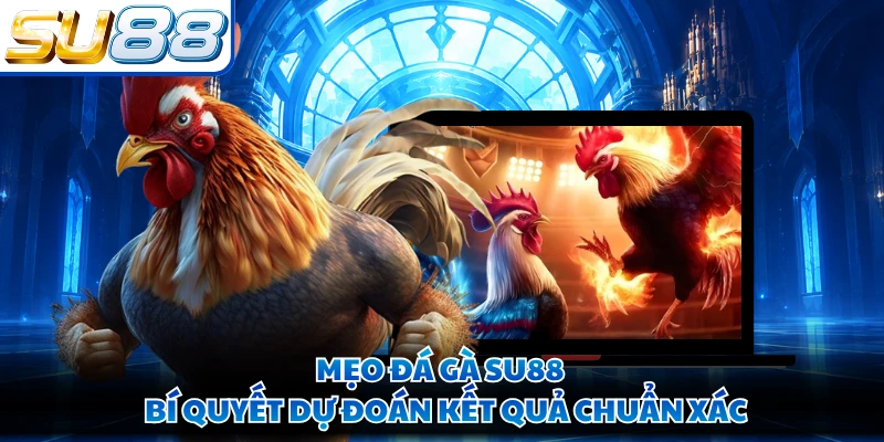 Mẹo Đá Gà SU88 - Bí Quyết Dự Đoán Kết Quả Chuẩn Xác